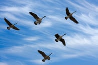 geese