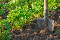planting3