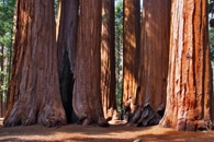 redwood2 neu