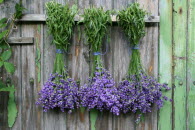 lavendel2