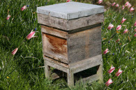 bee