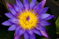 lotus