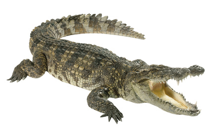 Crocodile isolated on white background