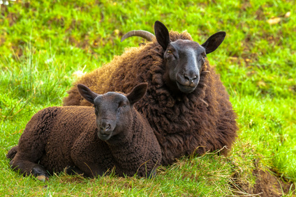 Highlander Black Sheeps