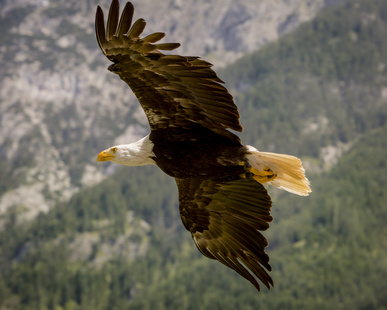 Fliegender Gerichtsstand Vertragsstrafe Hamburger Brauch 