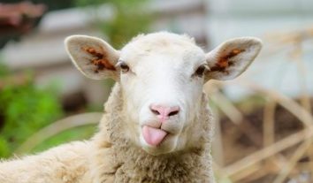 Tiere sind auch nur Menschen: Rechtliche Fallstricke bei der Tierfotografie
