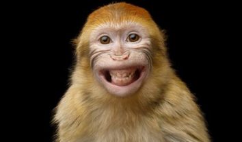 Affe kann nicht klagen: PETA verliert Streit um Dschungel-Selfie