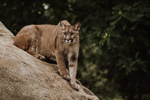 Markenrecht: Sportartikelhersteller Puma muss Verwendung des Zeichens BLESSED einstellen