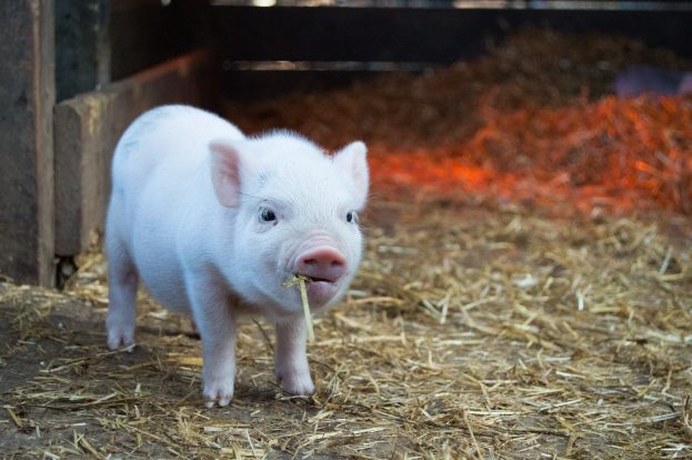 „Krankes Schwein“, oder: Wann ist die Grenze zulässiger Kritik überschritten?